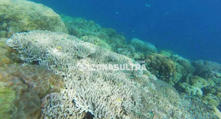 Labuan Beropa, Eksotisme Wisata Bahari Konsel