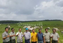 Wabup Konsel Belajar Kelola Padang Pengembangan Sapi Unggul di Palembang Wabup Konsel Belajar Kelola Padang Pengembangan Sapi Unggul di Palembang