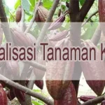 Pemda Kolut Gunakan Bibit Lokal Dalam Progam Revitalisasi Kakao Revitalisasi Tanaman Kakao, Pemda Kolut Alokasikan Dana Rp 53 Miliar