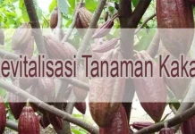 Revitalisasi Tanaman Kakao, Pemda Kolut Alokasikan Dana Rp 53 Miliar Revitalisasi Tanaman Kakao, Pemda Kolut Alokasikan Dana Rp 53 Miliar