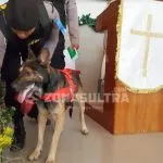 Libatkan Anjing Pelacak, Pasukan Jibom Sterilisasi Gereja di Kendari Libatkan Anjing Pelacak, Pasukan Jibom Sterilisasi Gereja di Kendari