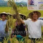 Panen Perdana Padi Merah di Kabupaten Konawe Utara Panen Perdana Padi Merah di Kabupaten Konawe Utara