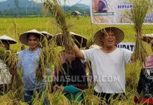 Panen Perdana Padi Merah di Kabupaten Konawe Utara Panen Perdana Padi Merah di Kabupaten Konawe Utara