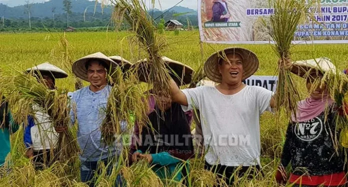 Panen Perdana Padi Merah di Kabupaten Konawe Utara
