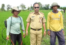 Distan Bombana Target Produksi Padi Capai 145 Ribu Ton pada 2022 Distan Bombana Target Produksi Padi Capai 145 Ribu Ton pada 2022