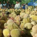 Anda Pecinta Durian? Jangan Ketinggalan Festival Durian Kawit Wangi Sindangwangi Majalengka durian