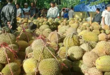 Anda Pecinta Durian? Jangan Ketinggalan Festival Durian Kawit Wangi Sindangwangi Majalengka durian