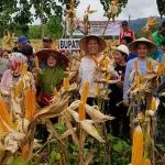 Tanam Jagung, Modal Warga Landawe Utama Atasi Krisis Ekonomi Tanam Jagung, Modal Warga Landawe Utama Atasi Krisis Ekonomi