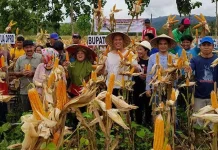 Tanam Jagung, Modal Warga Landawe Utama Atasi Krisis Ekonomi Tanam Jagung, Modal Warga Landawe Utama Atasi Krisis Ekonomi