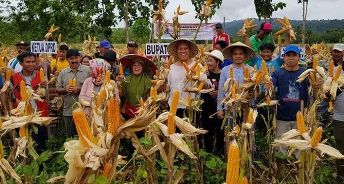 panen_jagung_konut Tanam Jagung, Modal Warga Landawe Utama Atasi Krisis Ekonomi
