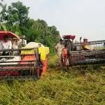 Petani di Desa Uepay Panen Padi Ratusan Hektar Petani di Desa Uepay Panen Padi Ratusan Hektar