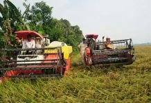 Petani di Desa Uepay Panen Padi Ratusan Hektar Petani di Desa Uepay Panen Padi Ratusan Hektar