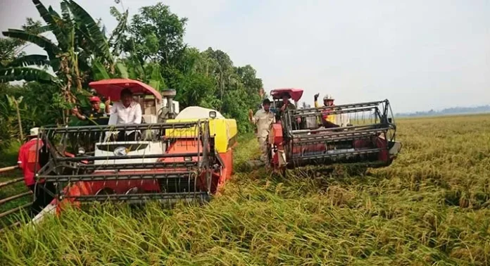 Petani di Desa Uepay Panen Padi Ratusan Hektar