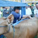 Populasi Ternak Sapi Meningkat, Konawe Kembali Panen Pedet Populasi Ternak Sapi Meningkat, Konawe Kembali Panen Pedet