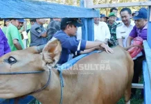 Populasi Ternak Sapi Meningkat, Konawe Kembali Panen Pedet Populasi Ternak Sapi Meningkat, Konawe Kembali Panen Pedet