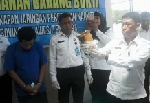 BNNP Sultra Musnahkan 810 Gram Ganja Asal Jakarta BNNP Sultra Musnahkan 810 Gram Ganja Asal Jakarta