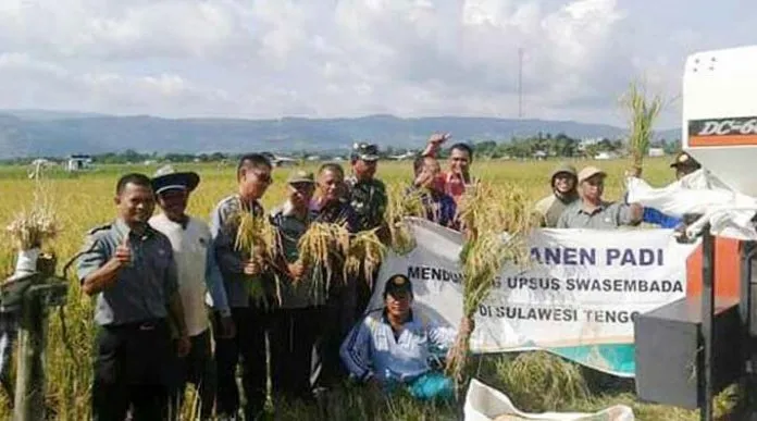 Panen Perdana, Pemda Bombana Sukses Kumpulkan 6,3 Ton Padi Sawah