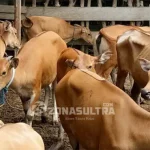 Tiga Daerah Ini Bakal Diberi Bantuan 200 Ekor Sapi Tutup Tahun, 20 Kelompok Tani di Mubar Terima Bantuan Ternak Sapi