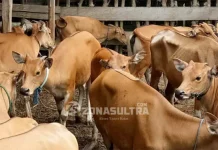 Tutup Tahun, 20 Kelompok Tani di Mubar Terima Bantuan Ternak Sapi Tutup Tahun, 20 Kelompok Tani di Mubar Terima Bantuan Ternak Sapi