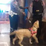 Pencabutan Nomor Urut Cagub, Dua Anjing Pelacak Bom Sterilkan Area Pencabutan Nomor Urut Cagub, Dua Anjing Pelacak Bom Sterilkan Area