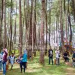 Hutan_Pinus_Samparona1