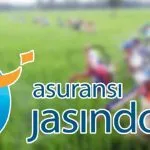 Padi Sawah di Tiga Kabupaten Ini dapat Asuransi Jasindo Padi Sawah di Tiga Kabupaten Ini dapat Asuransi Jasindo