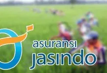 Padi Sawah di Tiga Kabupaten Ini dapat Asuransi Jasindo Padi Sawah di Tiga Kabupaten Ini dapat Asuransi Jasindo