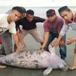 dugong