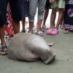 dugong1