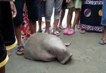 Kena Jaring Nelayan, Duyung Ini Malah Dipotong dan Dagingnya Dibagikan ke Warga Kena Jaring Nelayan, Duyung Ini Malah Dipotong dan Dagingnya Dibagikan ke Warga