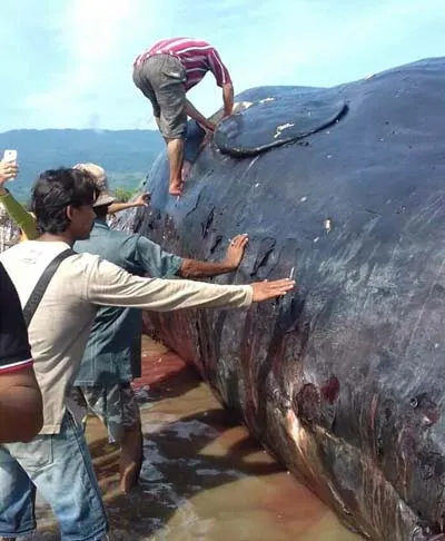 Besok, Bangkai Paus Akan Dibakar di Pesisir Rumbia