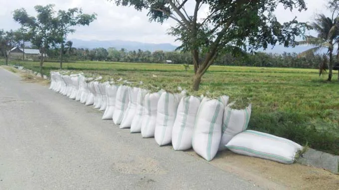 Dianggap Menguntungkan, Petani Konawe Pilih Jual Gabah ke Tengkulak