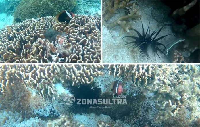 Temukan Nemo dan Lion Fish di Perairan Pulau Saponda Laut