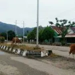 kecelakaan_konut_jalan_wanggudu