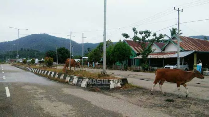 Tabrak Sapi, Tiga Pengendara Motor di Konut Sekarat