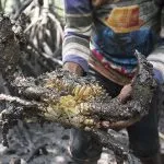 Kepiting Bakau Belum Dibudidayakan Secara Optimal di Kendari Kepiting Bakau