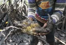 Kepiting Bakau Belum Dibudidayakan Secara Optimal di Kendari Kepiting Bakau