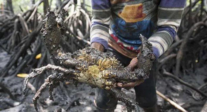 Kepiting Bakau Kepiting Bakau