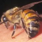 Siswa MTS di Kolut Nyaris Tewas Disengat Lebah Siswa MTS di Kolut Nyaris Tewas Disengat Lebah