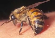 Siswa MTS di Kolut Nyaris Tewas Disengat Lebah Siswa MTS di Kolut Nyaris Tewas Disengat Lebah