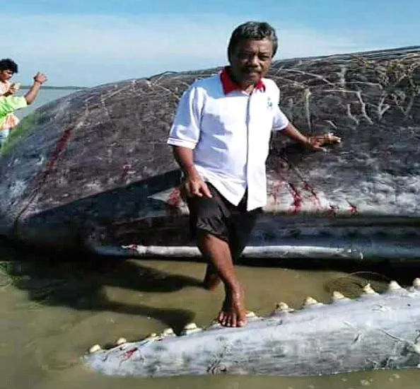 Begini Kisah Nelayan Temukan Paus yang Terdampar di Pesisir Laut Rumbia