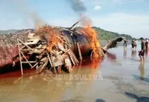 Bangkai Paus Sperma di Pesisir Rumbia Mulai Dibakar Bangkai Paus Sperma di Pesisir Rumbia Mulai Dibakar