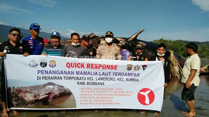 Bangkai Paus Sperma di Pesisir Rumbia Mulai Dibakar