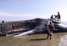 BMKG: Paus di Bombana Terjebak Surut Maksimum Paus Sperma Raksasa Ditemukan Warga Terdampar di Pantai Bombana