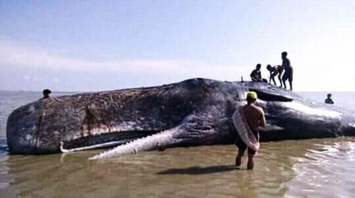 Paus Sperma Raksasa Ditemukan Warga Terdampar di Pantai Bombana