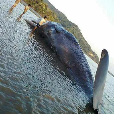 Paus Sperma Raksasa Ditemukan Warga Terdampar di Pantai Bombana