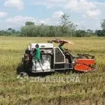 Dianggap Menguntungkan, Petani Konawe Pilih Jual Gabah ke Tengkulak Dianggap Menguntungkan, Petani Konawe Pilih Jual Gabah ke Tengkulak