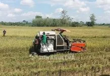 Dianggap Menguntungkan, Petani Konawe Pilih Jual Gabah ke Tengkulak Dianggap Menguntungkan, Petani Konawe Pilih Jual Gabah ke Tengkulak