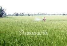 Petani Konawe Galau Terkait Rencana Impor Beras Petani Konawe Galau Terkait Rencana Impor Beras