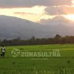 Tujuh Kecamatan di Kolaka Jadi Sentra Produksi Beras Ilustrasi sawah